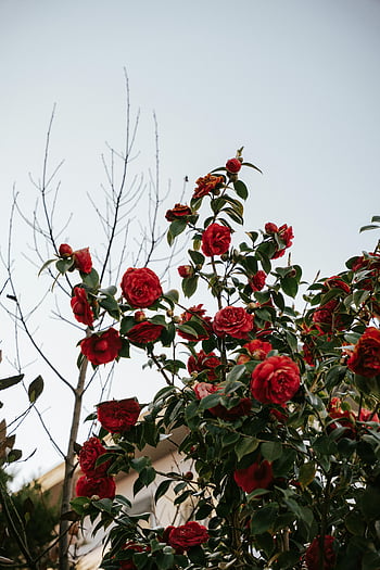 กุหลาบแดง, ภาพระยะใกล้, ดอกกุหลาบบาน, สวนฝรั่งเศส, สถานที่เงียบสงบ, ดอกไม้สีแดง, สวนดอกไม้, การถ่ายภาพดอกไม้, การถ่ายภาพธรรมชาติ, ดอกไม้กลางแจ้ง, พุ่มกุหลาบ