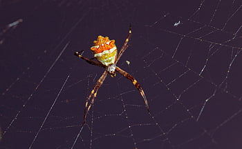 spider, arachnid, spider Web, cobweb, web, orb, weaver, insect, bug, arachnophobia, nature