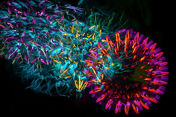 カラフルな抽象的な模様、 鮮やかなネオンカラー、 黒の背景、 抽象的な光のパターン、 ネオンカラー、 抽象的なデザイン、 カラフルなパターン、 抽象芸術、 ネオンアート、 抽象的な写真、 ネオン写真