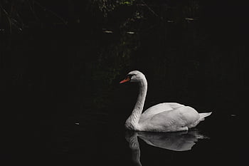 labuť, pták, mute swan, zvíře, bílá labuť, vodní ptáci, vodní pták, volně žijících živočichů, jezero, peří, zobák