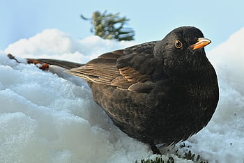burung hitam, musim dingin, taman, pemandangan musim dingin, mengamati burung