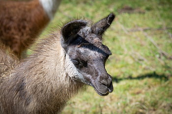 lamă, Lama Head, maro llama, maro, luncă, natură, camelide, animal, mamifer, portret de animale