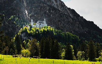 neuschwanstein Castle, hill, pasture, field, castle, bavaria, alps, germany, mountain, palace, historical