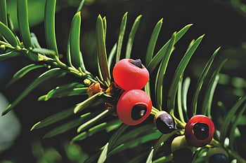 yew, nature, bush, fruit, yew Fruit, evergreen, plant, seeds, toxic