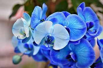 orchids, orchid Flower, blossom, bloom, flower, beautiful Flowers, plant, nature, flower Background, flower Wallpaper, exotic