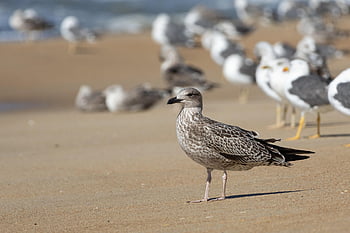 seagull, bird, animal, feathers, plumage, wildlife, nature, group, beach, sand, shore