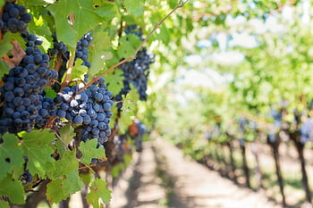 grapes, vineyard, daytime, ripe grapes, close-up, harvest, bright sunlight, vineyard vines, grape clusters, outdoor, agriculture