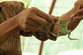 frog, nature, amphibian, iran, qom Province, animal, day, canon Pictures, life