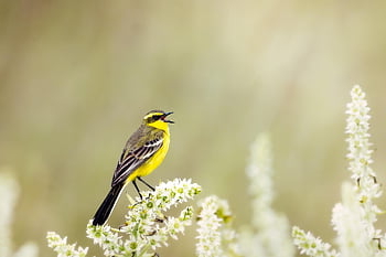 divoký pták, žlutý konipas, motacilla flava, šepot, Veratrum Oxyseum, album, mokřadů, hokkaido, Japonsko, Tapety na plochu hd, hd tapetu