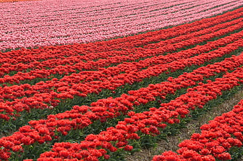 red tulips, pink tulips, tulip field, spring flowers, vibrant colors, springtime beauty, floral landscape, blooming tulips, colorful field, tulip garden, spring season