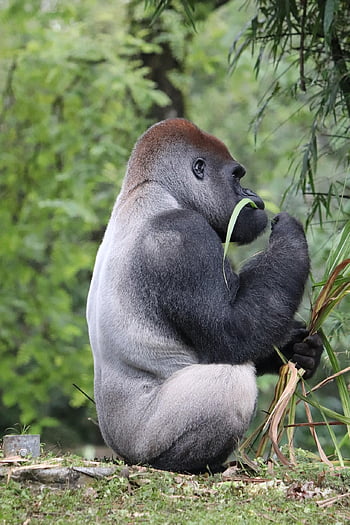 gorila, zvíře, volně žijících živočichů, západní nížinná gorila, silverback, primát, opice, savec, krmení, jíst, zoo
