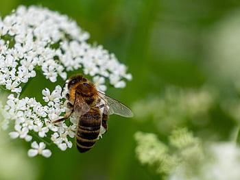 bee, insect, pollination, worker, bloom, animal, fauna, diligent, picker, pollen, close Up