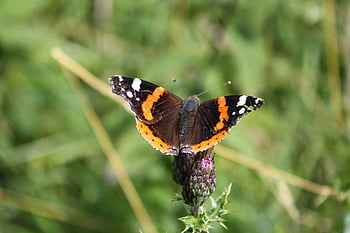 butterfly, flower Background, insect, bug, wings, antenna, thistle, flower, petals, flower Wallpaper, red Admiral
