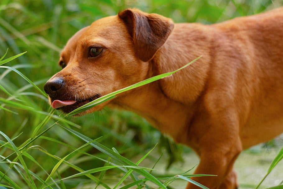 dog, puppy, dachshund, pet, mammal, animal, depth Of Field, bokeh, eating Grass