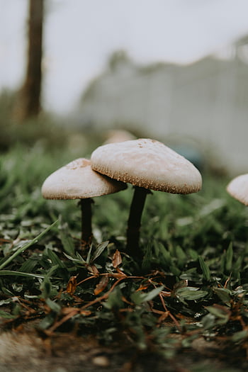 bospaddenstoelen, Close-up paddenstoelen, macro schot, natuurlijke schimmels, bosrijke omgeving, paddenstoelengroei, buitenpaddestoelen, Woodland -champignons, natuurfotografie, bosgrond, wilde paddenstoelen