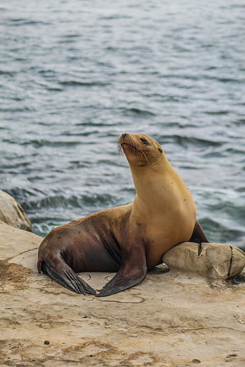 Brown Seal, sea lion, rocky shore, ocean backdrop, marine wildlife, wild sea lion, coastal wildlife, marine animal, sea creature, ocean scenery, wildlife photography