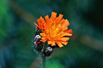 Hawkweed สีส้มแดง, คอมโพสิต, พื้นหลังดอกไม้, ดอกไม้ป่า, ดอกไม้, ดอกไม้สวย, ธรรมชาติ, ดอก, เบ่งบาน, พฤกษา, วอลล์เปเปอร์ดอกไม้