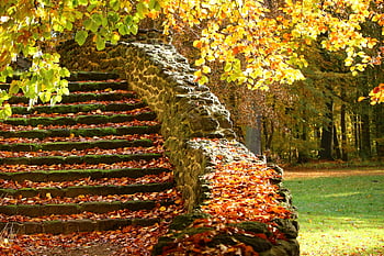 kamenné schody, podzimní listí, zářící stromy, Serene Forest Park, podzim, venkovní scenérie, fotografování přírody, Schody pokryté listy, podzimní krajina, lesní cesta