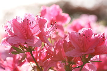 azalea, flowers, plants, petals, pink Flowers, flower Wallpaper, rhododendron, rhododendron Indicum, bloom, beautiful Flowers, wildflowers