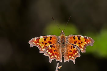 comma, polygonia C-album, butterfly, insect, butterfly Wings, forest Butterfly, winged Insect, orange, yellow, wings