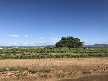 Kenya, safari, Afrika, blå himmel, natur, dyreliv, ødemark, vild, tanzania, savanne, landskab
