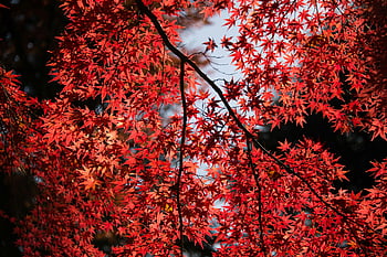 赤い葉の木、 赤いカエデの葉、 紅葉、 東京清、 日光照明、 鮮やかな赤い葉、 秋の季節、 自然の美、 日本の風景、 カエデ