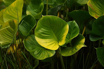 green, leaves, foliage, green Leaves, green Foliage, jungle, rainforest, philodendron, jungle Foliage, tropical, botanical
