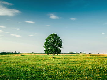 tall tree, green grass field, daytime, landscape, nature, outdoor, blue sky, clouds, rural scene, single tree, open field