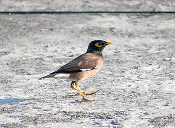 vogel, gemeenschappelijke myna, spreeuw, acridotheres tristis, mynah, Indiase myna, Sturnidae, spreeuwen, mynas, buitenshuis, vogelkunde