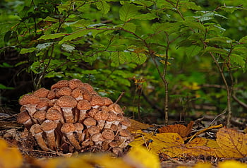 houba, divoká houba, lesní houby, armillaria mellea, Příroda, milovat, les, lesní podlaha