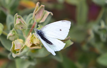 butterfly, insect, moth, white Butterfly, forager, beautiful Flowers, flower Background, spring, flower, bud, fauna