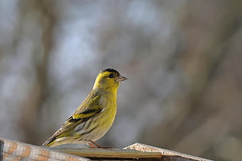 bird, siskin, plumage, foraging, garden Bird, feed Plate, branch, winter, nature