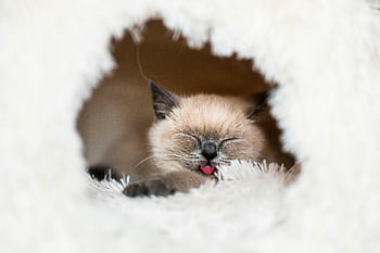 Siamese cat, adorable kitten, napping, cozy white bed, tongue out, cute cat, sleeping cat, fluffy bed, pet photography, animal photos, kitten pictures