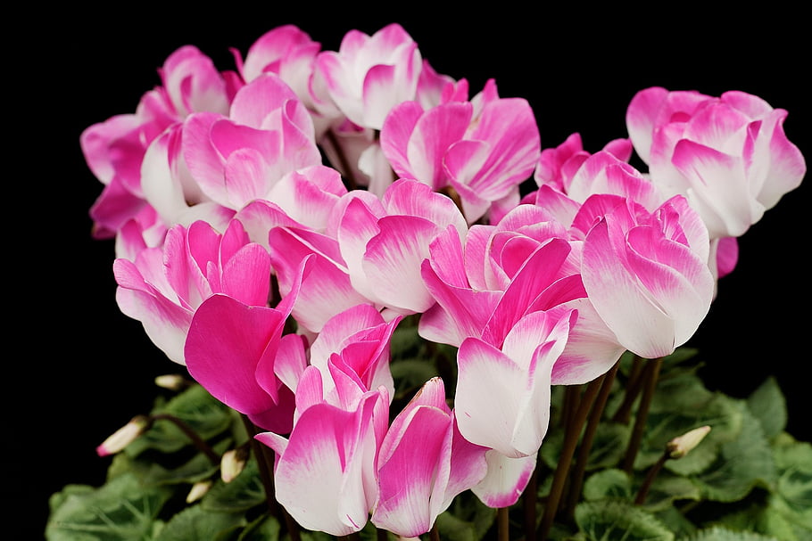 cyclamen, flowers, flower Wallpaper, nature, beautiful Flowers, petal, plant, potted Plant, flower Background, black Back, garden