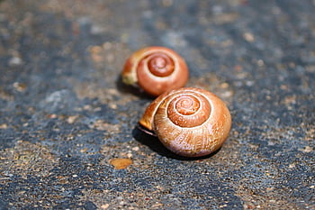snails, snail Shell, snail Shells, mollusk, nature, close Up