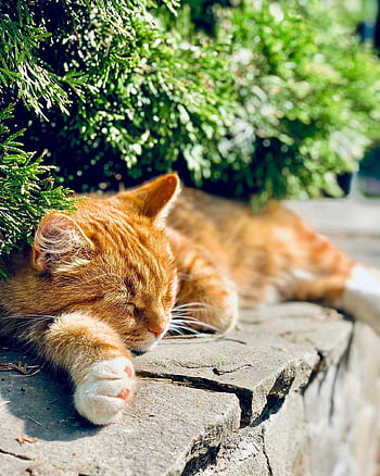 kat, kæledyr, sovende, ingefær kat, dyr, indenlandske kat, feline, pattedyr, nuttet, hvile, i søvn