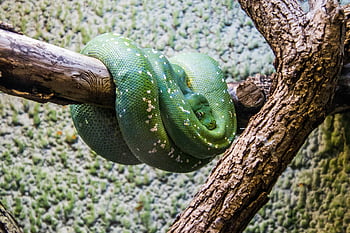 green snake, tree branch, green tree python, coiled snake, vibrant texture, close-up photo, snake detail, tree python, green reptile, branch coiled, snake on branch