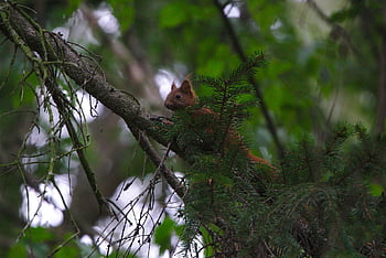 scoiattolo rosso, scoiattolo, animale, scoiattolo rosso eurasiatico, sciurus vulgaris, natura, roditore, mammifero, conifera, abete, albero