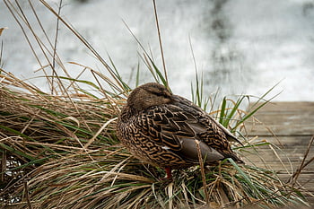 drake, mallardo, anatra, uccello, animale, piume, uccello acquatico, natura, anatra selvatica, stagno, becco
