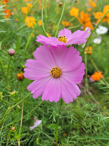 flower, plant, grass, dirt, nature, outdoors, petals, 꽃, 축제, 메밀꽃, 아름다운