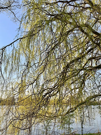 weeping Willow, elbe, heaven, deciduous Tree, nature, branches, leaves, brown, wood, riverside, pasture