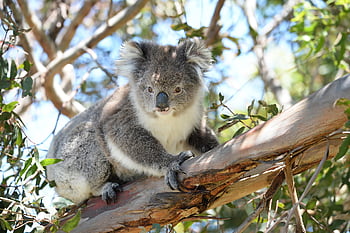 koala, marsupial, animal, wild, mammal, fur, zoo, wildlife, tree, nature, face