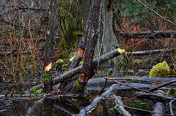 pond, trees, beaver Dam, nature, wet, swamp, beaver Chewing Through Tree, beaver, dam, water, forest