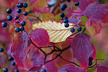 fall, leaves, colors Nature, nature, botany, foliage, growth