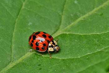 katicabogár, természet, rovar, levél növényen, rovartan, fauna, állat, piros, zöld