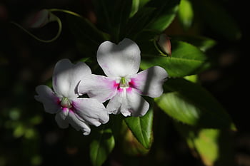 cserje balzsamok, virágok, impatiens sodeniis, virág háttér, fehér virágok, levelek, szirmok, gyönyörű virágok, fehér szirmok, virágzás, virágzik