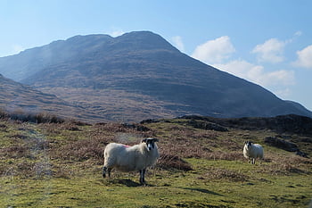 sheep, scotland, highlands, nature, landscape, mountains, clouds, meadow, outlook