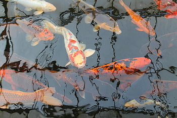 koi, fish, carp, japanese, pond, nature, animal, koi Carp, water, goldfish