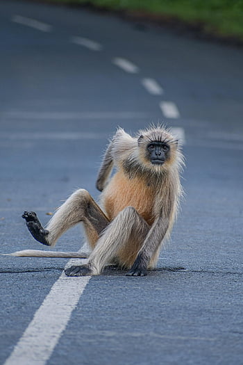 monkey, road, primate, ape, funny, wildlife, sitting monkey, road wildlife, funny primate, road ape, funny wildlife