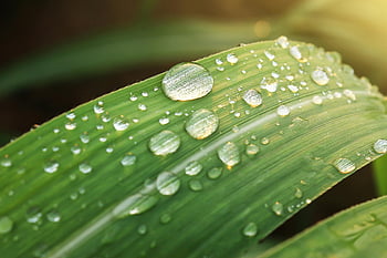 gocce d'acqua, foglia verde, colpo di macro, gocce di rugiada, freschezza, la bellezza della natura, fotografia ravvicinata, elementi naturali, rugiada del mattino, trama vegetale, verdura